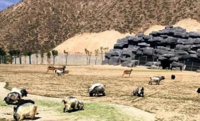 蘭州野生動物園 蘭州野生動物園