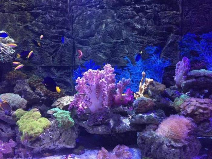 正佳極地海洋世界 正佳極地海洋世界