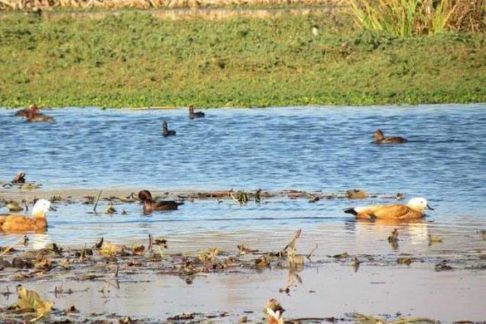 洱源西湖 洱源西湖