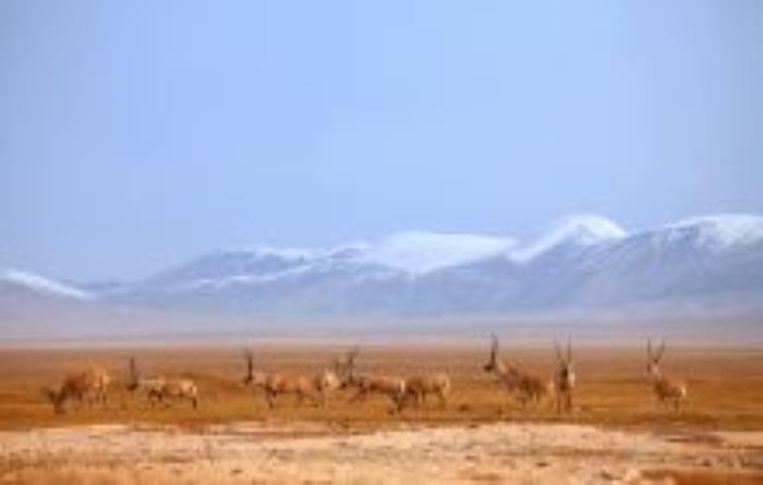 可可西里自然保護區不凍泉青海景點 可可西里自然保護區不凍泉青海景點