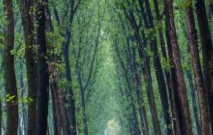 商丘黃河故道國家森林公園河南景點