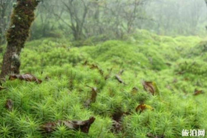 株洲神農谷國家森林公園