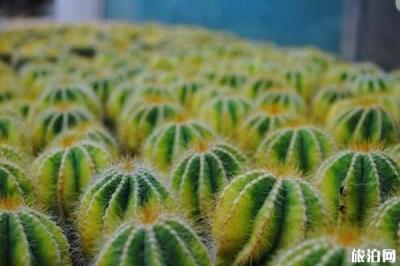 廈門園林植物園景區