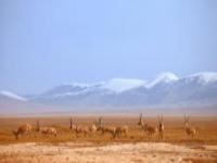 可可西里自然保護區不凍泉青海景點