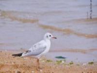 鴿子窩公園-觀景臺河北景點