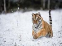長白山東北虎林園吉林景點(diǎn)