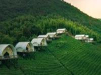 境見茶野里野奢帳篷露營地浙江景點