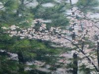 國內花海頂流，火了四年，免收門票，浪漫不會遲到！