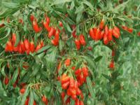 寧夏地方特產美食推薦