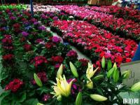 三圣花鄉(xiāng)