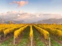 志輝源石葡萄酒莊寧夏景點