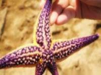 紅樹林拾貝趕海廣西景點