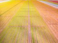 菠蘿的海廣東景點