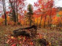 長白山溪谷景區吉林景點