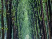 商丘黃河故道國家森林公園河南景點