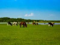 杜爾伯特草原黑龍江景點